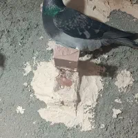 کفتر جفت گاهی|پرنده|مشهد, طبرسی شمالی|دیوار