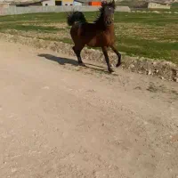 اسب فروش نریون