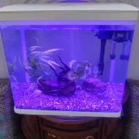 آکواریوم دلسا k500|ماهی|تهران, امام زاده عبدالله|دیوار