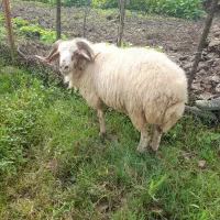 گوسفند زنده