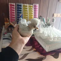 فروش جوجه|حیوانات مزرعه|لنگرود, |دیوار