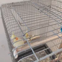 جفت مولد عروس|پرنده|خمین, |دیوار