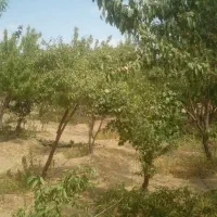فروش باغ