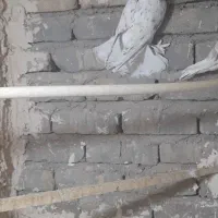 لیمویی دمسفید نر