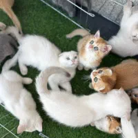 اسکاتیش وگلد وبرتیش|گربه|مشهد, حجاب (شهرک غرب)|دیوار