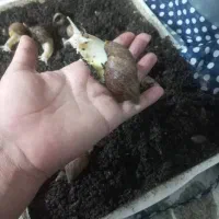 حلزون|خزنده|یاسوج, |دیوار