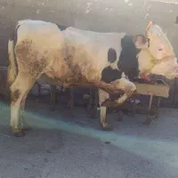 گوساله نر