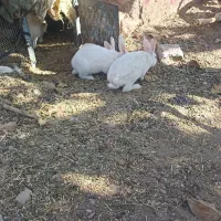 خرگوش خونگی|موش و خرگوش|خواف, |دیوار