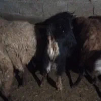 یک عدد بز غاله نر  درجه یک