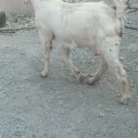 سه تا بز با پنجتا کهره مخصوص داشتی و ی گیسه مایع|حیوانات مزرعه|فاریاب, |دیوار