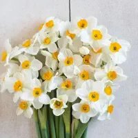 گل نرگس|گل و گیاه طبیعی|زاهدان, |دیوار