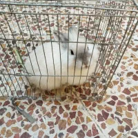 خرگوش فروشی