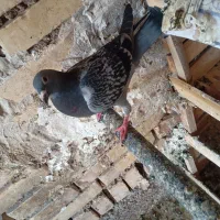 کبوتر پلاکی عراقی مسافتی|پرنده|گتوند, |دیوار