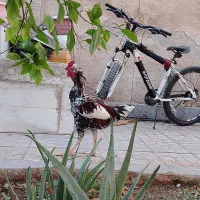 خروس لاری اصل|حیوانات مزرعه|شیراز, فضلآباد|دیوار