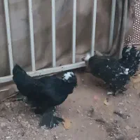 مرغ تخم گذار