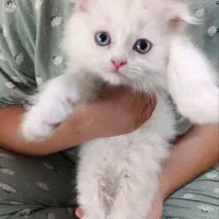 پت(بچه گربه)