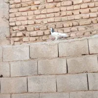 کبوتر|پرنده|اردل, |دیوار
