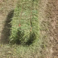 یونجه درجه ۱