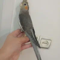 عروس هلندی ماده رام