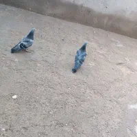 یک‌جفت‌کبوتر‌پلاکی‌