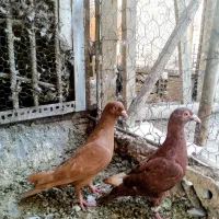 کبوتر رنگی و دورگ فروشی|پرنده|شوشتر, |دیوار