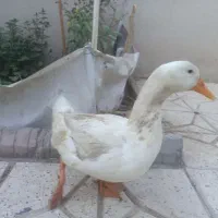اردک