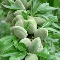 نهالستان فروش انواع نهال بادام،گردو و صنوبر|خدمات باغبانی و درختکاری|قم, چهل درخت‎|دیوار