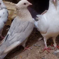 دو موشی طلایی نر