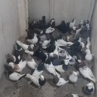 تعدادی کبوتر یا کفتر