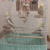 یک جفت عروس هلندی