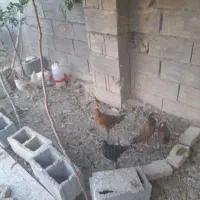 فروشه ۳ عدد مرغ و خروس|حیوانات مزرعه|دهدشت, |دیوار