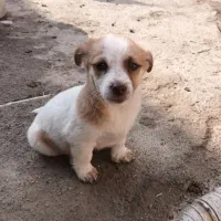 واگزار سگ پاکوتاه|سگ|گرگان, |دیوار