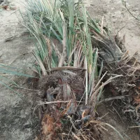 نخل حلاب