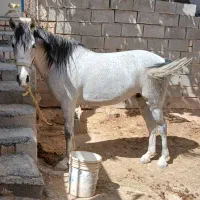 اسب