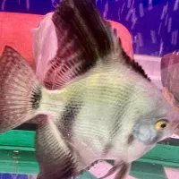 فروش آکواریوم|ماهی|رشت, دیلمان|دیوار