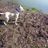 سگ پیت بول|سگ|لاهیجان, کوی خزر|دیوار