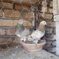 کفتر|پرنده|تهران, نبی اکرم|دیوار