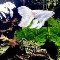 ماهی کوی شورت بادی