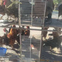 مرغ محلی مرغ کر(وار )خروس|حیوانات مزرعه|سرپل ذهاب, |دیوار