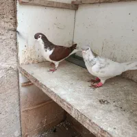 مجسمه کفتر ساده سرخ و خال تک افشون