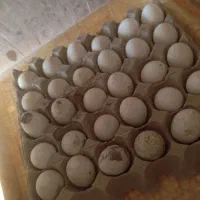 تخم مرغ سبرایت و میناتور|حیوانات مزرعه|دماوند, دماوند|دیوار