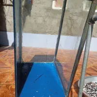 یک عدد آکواریوم|ماهی|مراغه, |دیوار