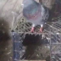 کبوتر  نر مست معامله هم میکنیم