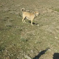 واگذاری ماده پژدر