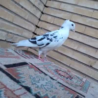 کفتر ابلغ مفلق|پرنده|اصفهان, کوی امیریه|دیوار
