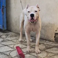 داگو سگ نگهبان