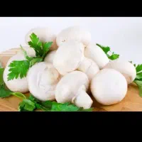 فروش قارچ عمده و خرده