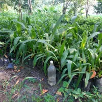 نشاء شمشاد سبز ، یاس هلندی ، پالم|خدمات باغبانی و درختکاری|خرمآباد (تنکابن), |دیوار