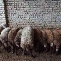تعدادی نر بره و۲ قوچ