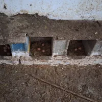 تخم مرغ محلی تازه و ارگانیک مصرف شخصی و نطفه دار